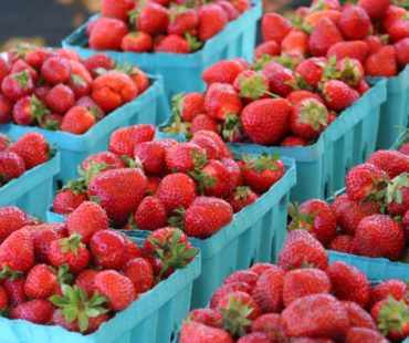 Do 30.4.2019 – zelo ugodno -Program za preglednost in visoko kontrolo nad obiranjem nasadov